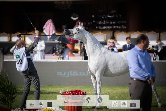 بنت هاذي الخالدية (البلاشيوفو x هاذي الخالدية ) مربط الخشاب – الكويت