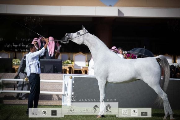 كارمن الخالد (جلرويوس أبالx كوسموبوليتان جي) مزرعة الخالد – السعودية