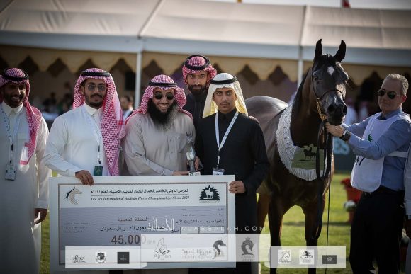 غزالة الخالدية (بي ايه جازي x ارجنتينا اس اس ) مربط أجمل – السعودية