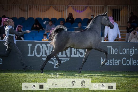 عز الخشاب (اميرالد جي x ملكة الملوك ) مربط الخشاب – الكويت