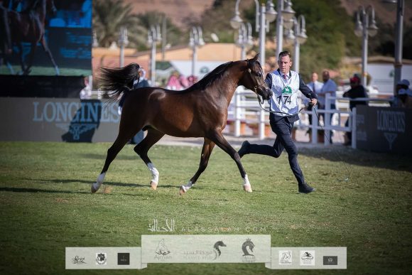 خالد السلام (اميرالد جي x رانيا جي كي ) مربط السلام – السعودية