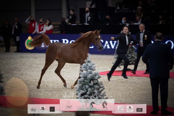 بيرفكتا الجاسمية (بيكاسو دي مار x جازانة الجاسمية) مزرعة الجاسمية – قطر.