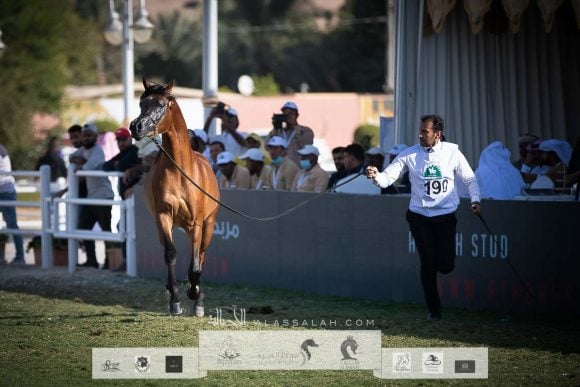 بندر الوصيل (سلمان الوصيل x مضاوي الجنادرية ) مربط الوصيل – السعودية