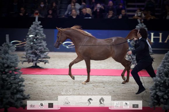 بيرفكتا الجاسمية (بيكاسو دي مار x جازانة الجاسمية) مزرعة الجاسمية – قطر.