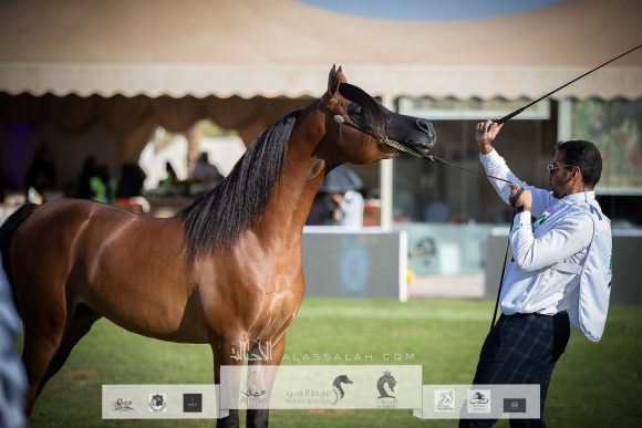 بندر الوصيل (سلمان الوصيل x مضاوي الجنادرية ) مربط الوصيل – السعودية