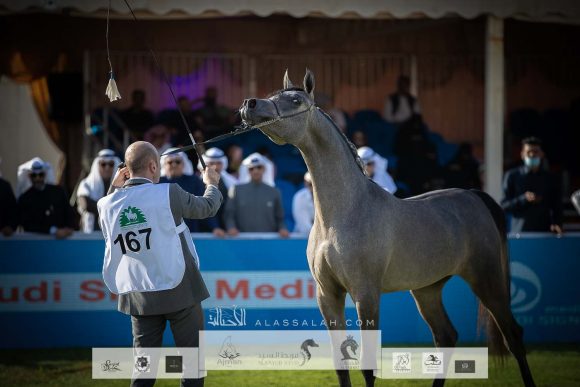 عز الخشاب (اميرالد جي x ملكة الملوك ) مربط الخشاب – الكويت
