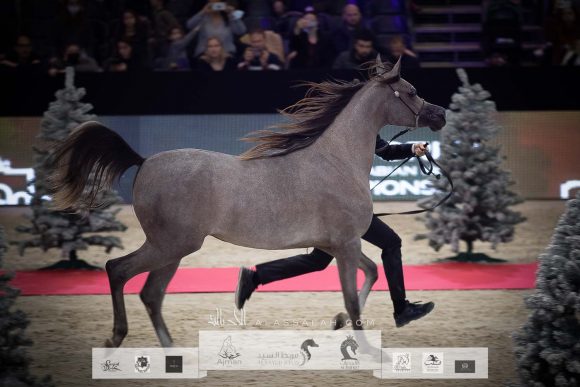 دي بيسان (دي سراج x ار ايه اتش روزاليا) مربط دبي- الإمارات.