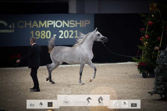 ع ج كية ( ع ج كفو x ايه جيه ايه كابريس) مربط عجمان – الإمارات.