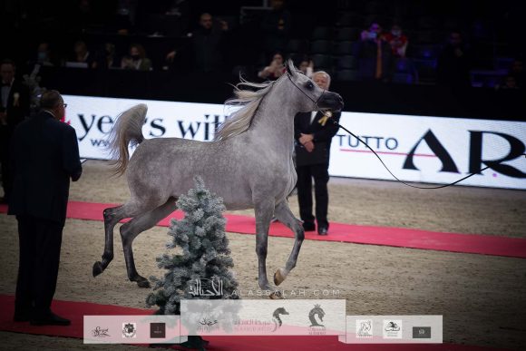 ع ج كية ( ع ج كفو x ايه جيه ايه كابريس) مربط عجمان – الإمارات.