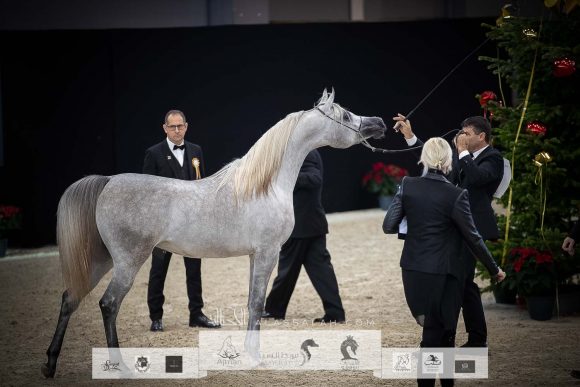 ع ج كية ( ع ج كفو x ايه جيه ايه كابريس) مربط عجمان – الإمارات.