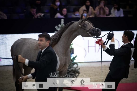 دي بيسان (دي سراج x ار ايه اتش روزاليا) مربط دبي- الإمارات.