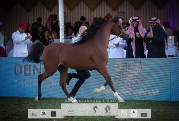 سي ام امادوس (تيتيان او اس x تي اف ستار اوف افريكا) مربط الوطن– السعودية.