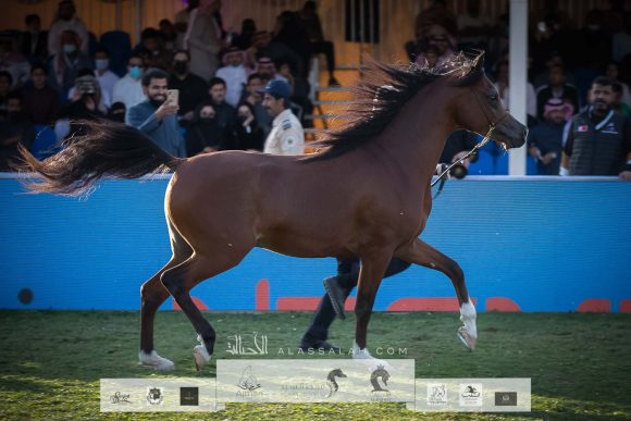 سي ام امادوس (تيتيان او اس x تي اف ستار اوف افريكا) مربط الوطن– السعودية.