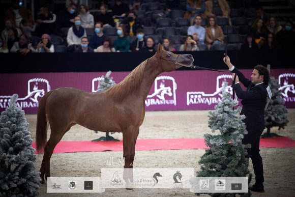 بيرفكتا الجاسمية (بيكاسو دي مار x جازانة الجاسمية) مزرعة الجاسمية – قطر.