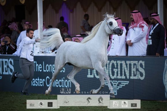 ع ج فايق (شنغهاي إي ايه x ع ج فرجة) مربط تلا- السعودية