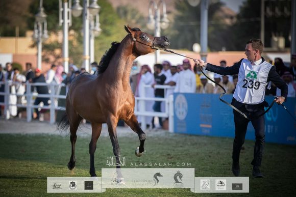 متباهي الهواجر (اف ايه الرشيم x زد تي مغرومي) مربط سما نجد- السعودية