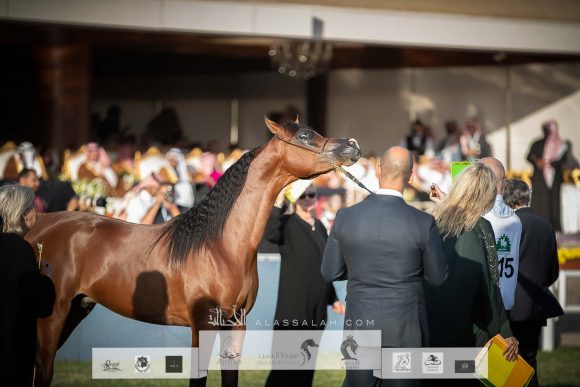 سي ام امادوس (تيتيان او اس x تي اف ستار اوف افريكا) مربط الوطن– السعودية.