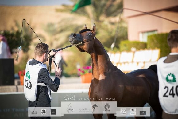 متباهي الهواجر (اف ايه الرشيم x زد تي مغرومي) مربط سما نجد- السعودية