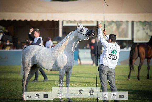 ع ج فايق (شنغهاي إي ايه x ع ج فرجة) مربط تلا- السعودية