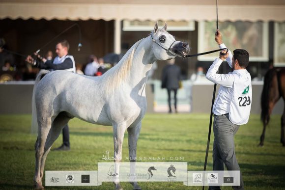 ع ج فايق (شنغهاي إي ايه x ع ج فرجة) مربط تلا- السعودية