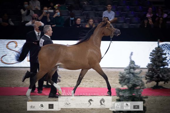 آر دي اس إسكويزت (اكسكاليبور إي ايه x انجليكا كي اس) مربط الأوراسية – البحرين.