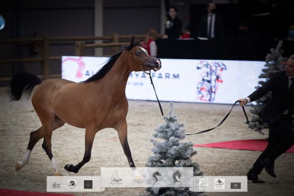 آر دي اس إسكويزت (اكسكاليبور إي ايه x انجليكا كي اس) مربط الأوراسية – البحرين.