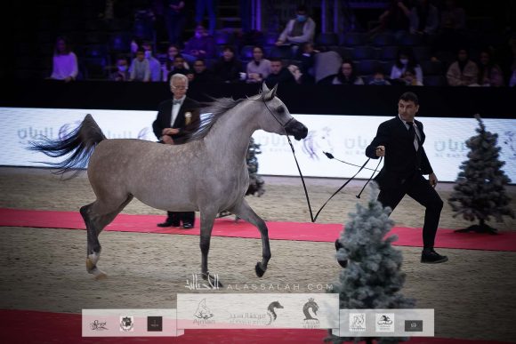 ع ج كية ( ع ج كفو x ايه جيه ايه كابريس) مربط عجمان – الإمارات.