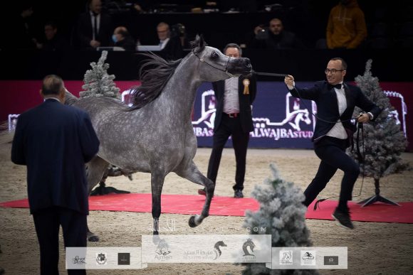 سوار الشقب (اس ام ايه ماجيك وان x ابها ميرا) مربط الشقب- قطر