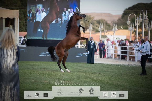 أمير الريح (فادي الشقب x زهيرة الزبير) مربط الريح- قطر