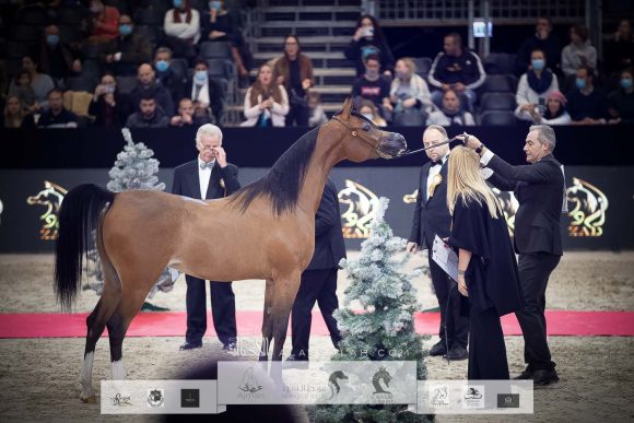 آر دي اس إسكويزت (اكسكاليبور إي ايه x انجليكا كي اس) مربط الأوراسية – البحرين.