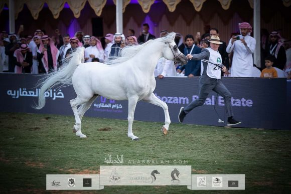 فيورتي (شنغهاي إي ايه x فريموزكا) مربط المخلديات- السعودية