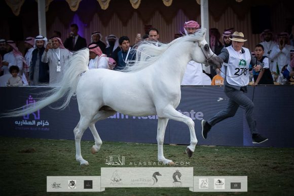 فيورتي (شنغهاي إي ايه x فريموزكا) مربط المخلديات- السعودية