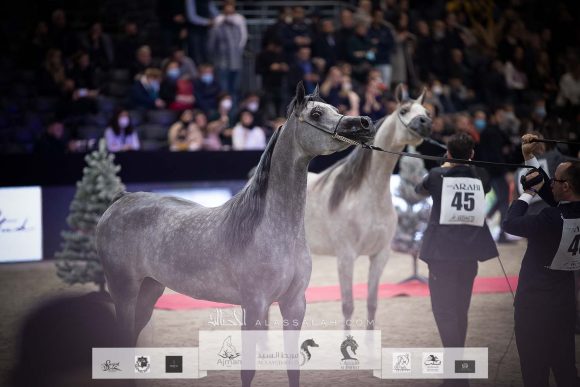 سوار الشقب (اس ام ايه ماجيك وان x ابها ميرا) مربط الشقب- قطر