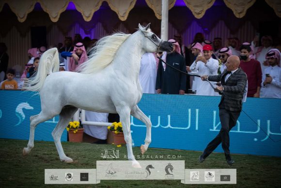 اليكساندر (اكسكاليبور اي ايه x ايه ار موست ايرسيستيبل) مربط السيد – السعودية