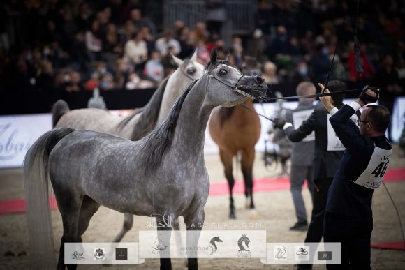سوار الشقب (اس ام ايه ماجيك وان x ابها ميرا) مربط الشقب- قطر