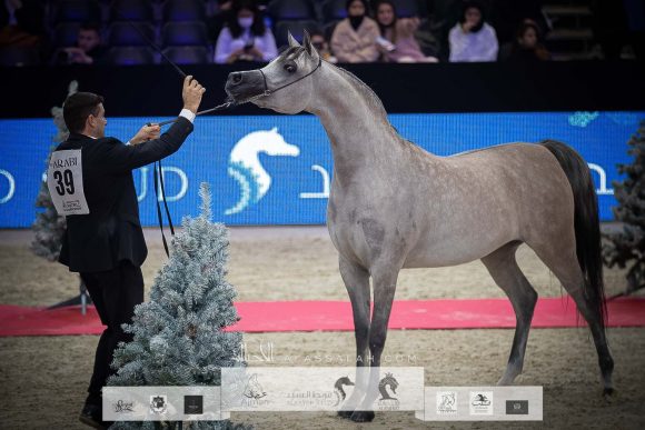 الأريام بنفسج (دومنيك أم x الأريام بسمة) مربط عجمان – الإمارات.