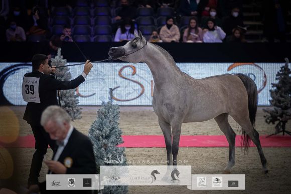 الأريام بنفسج (دومنيك أم x الأريام بسمة) مربط عجمان – الإمارات.