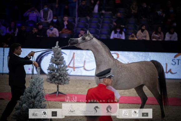 الأريام بنفسج (دومنيك أم x الأريام بسمة) مربط عجمان – الإمارات.