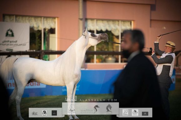 فيورتي (شنغهاي إي ايه x فريموزكا) مربط المخلديات- السعوديةفيورتي (شنغهاي إي ايه x فريموزكا) مربط المخلديات- السعودية