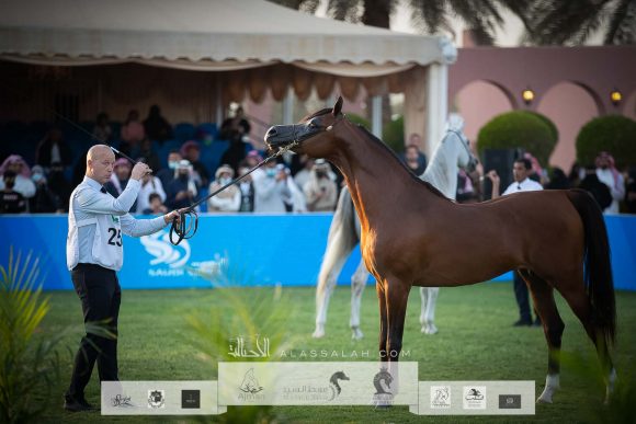 أمير الريح (فادي الشقب x زهيرة الزبير) مربط الريح- قطر