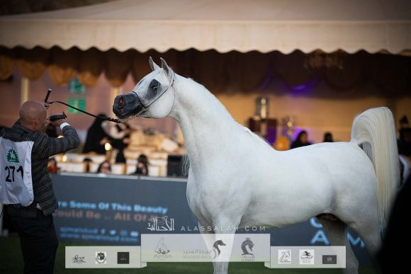 اليكساندر (اكسكاليبور اي ايه x ايه ار موست ايرسيستيبل) مربط السيد – السعودية