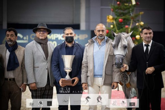 الأريام بنفسج (دومنيك أم x الأريام بسمة) مربط عجمان – الإمارات.