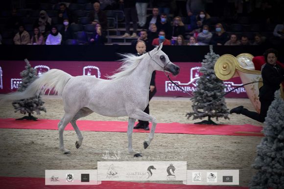 نوفة النايفات (عجمان مونسيكيون x إيغلريدج باشيونيت) مزرعة الجاسمية- قطر