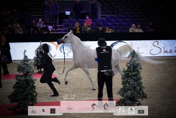 نوفة النايفات (عجمان مونسيكيون x إيغلريدج باشيونيت) مزرعة الجاسمية- قطر