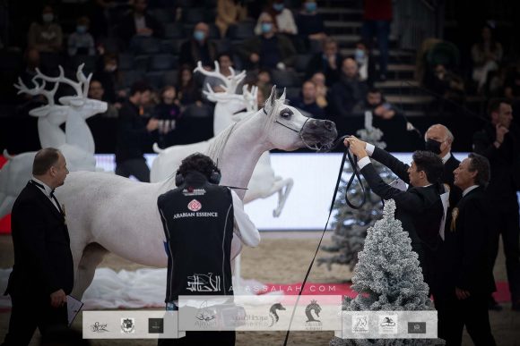 مزن البداير( اس ام ايه ماجيك وان x ماتهاري) مربط الوجبة- قطر