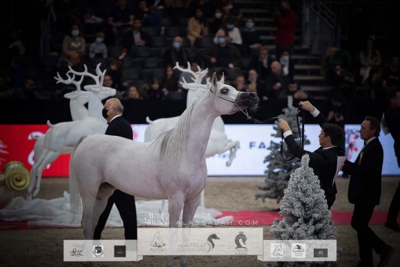 مزن البداير( اس ام ايه ماجيك وان x ماتهاري) مربط الوجبة- قطر