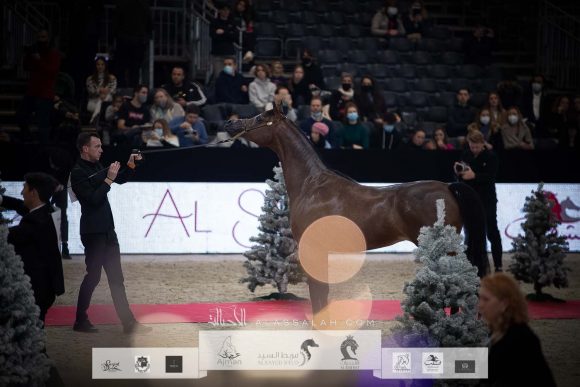 يلادونا ايه تي (وادي الشقب x او ام البلاتريكس) مربط الثمامة – قطر