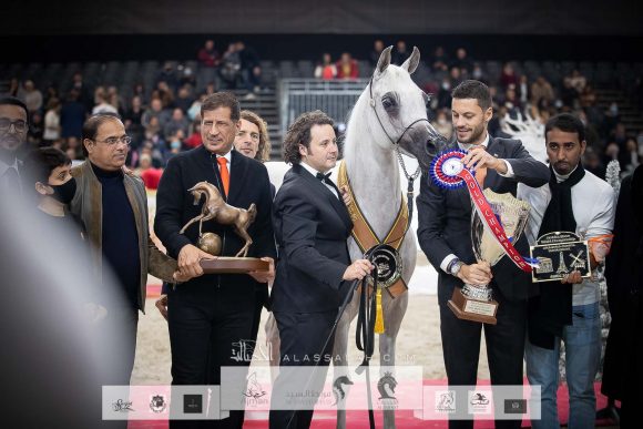 نوفة النايفات (عجمان مونسيكيون x إيغلريدج باشيونيت) مزرعة الجاسمية- قطر