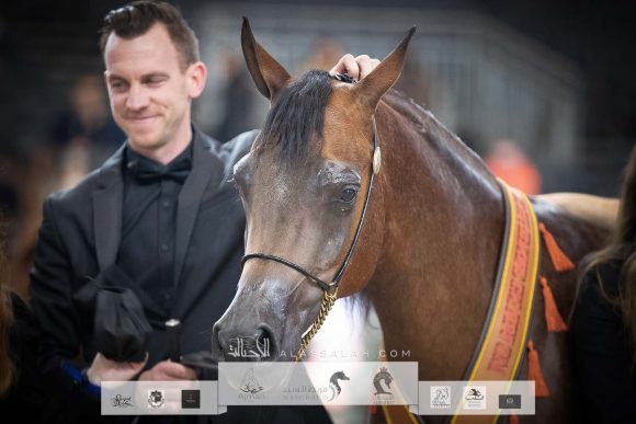 يلادونا ايه تي (وادي الشقب x او ام البلاتريكس) مربط الثمامة – قطر