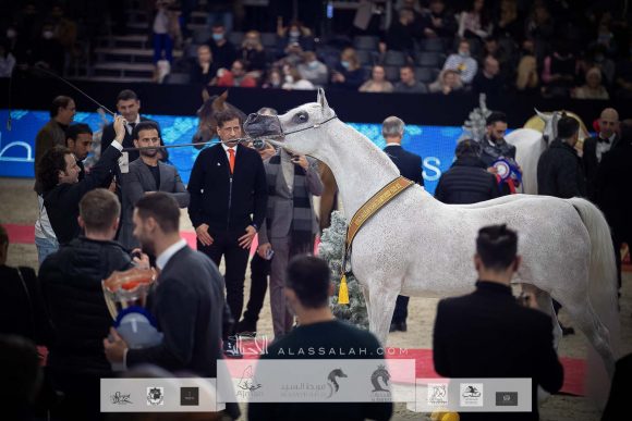 نوفة النايفات (عجمان مونسيكيون x إيغلريدج باشيونيت) مزرعة الجاسمية- قطر